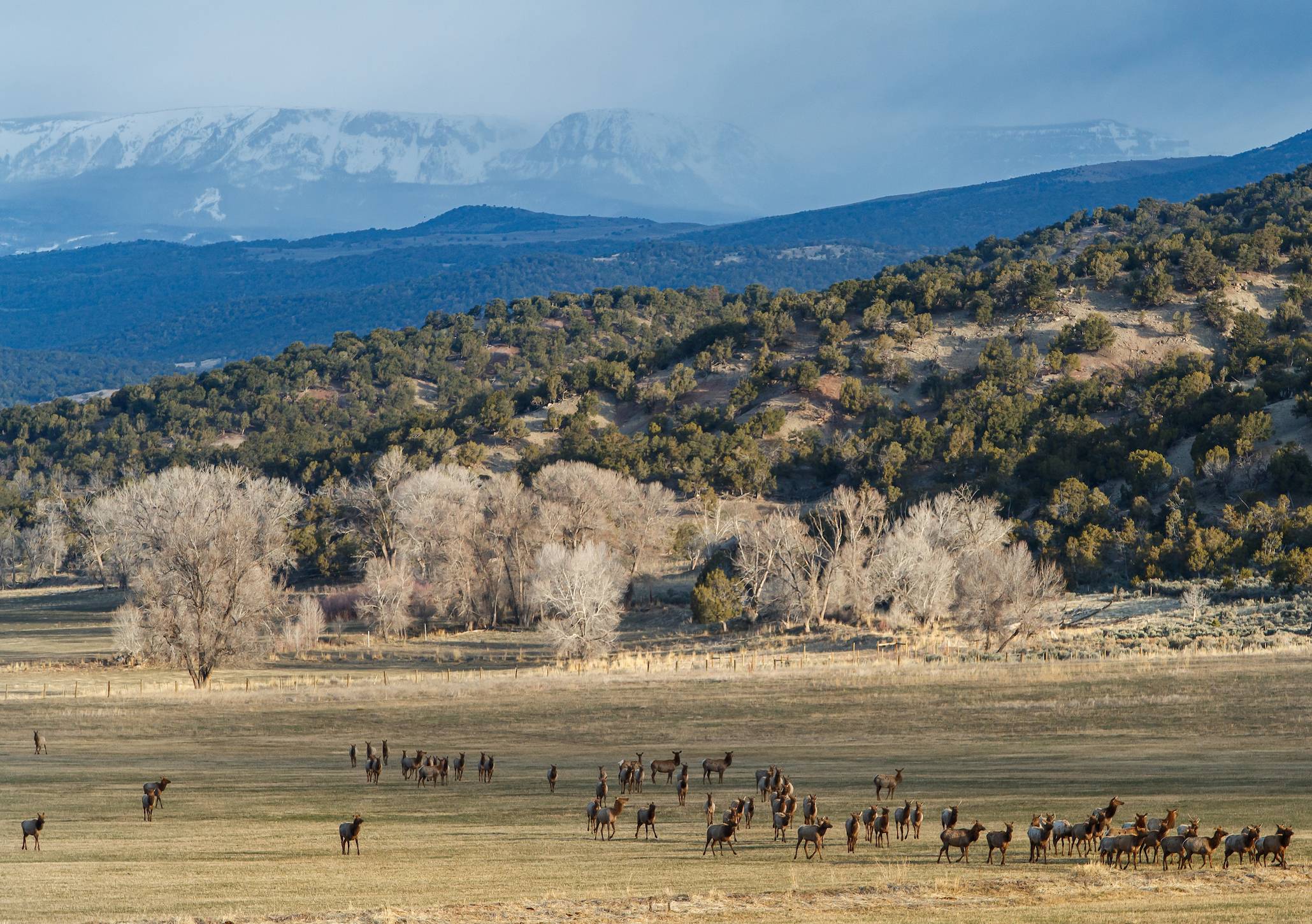 Elk on Brush Creek Valley Ranch